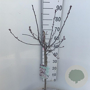 Prunus cistena 60 cm stam 5,0L