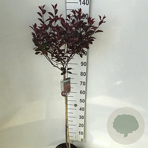 Prunus cistena 90 cm stam 7,5L