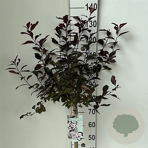 Prunus cistena 90 cm stam 7,5L