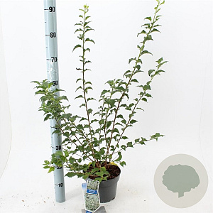 Prunus incisa 30-40 cm 3,0L