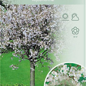 Prunus incisa 'Kojou-no-mai' 60 cm stam 5,0L