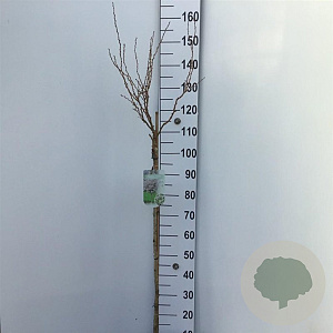 Prunus incisa 'Kojou-no-mai' 90 cm stam 7,5L