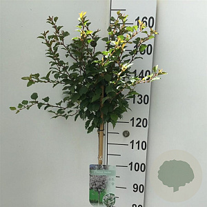 Prunus incisa 'Kojou-no-mai' 120 cm stam 7,5L