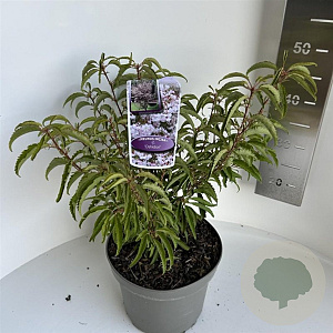 Prunus incisa 'Oshidori' 30-40 cm 5,0L