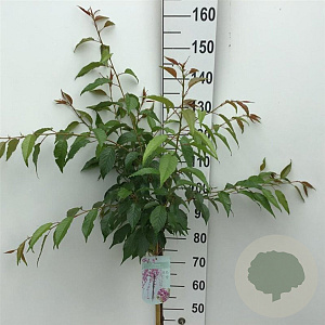 Prunus 'Kiku-shidare-zakura' 90 cm stam 7,5L