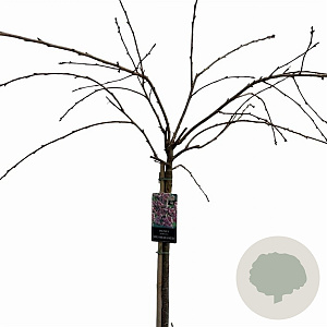 Prunus 'Kiku-shidare-zakura' 150 cm stam 10L