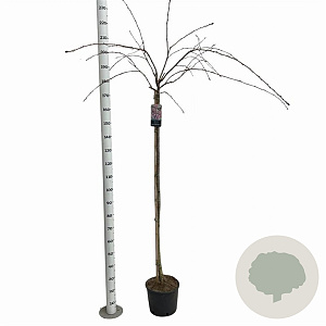 Prunus 'Kiku-shidare-zakura' 150 cm stam 10L