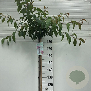 Prunus 'Kiku-shidare-zakura' 180 cm stam 10L