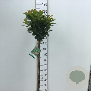 Prunus l. Kleopatra 120 cm stam 10L