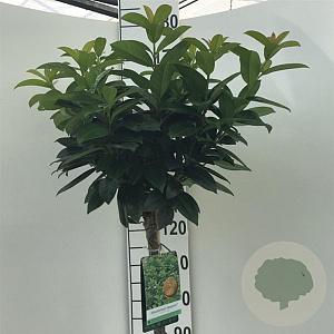 Prunus l. Kleopatra 120 cm stam 10L