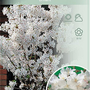 Prunus nipponica 'Brillant' 60 cm stam 5,0L