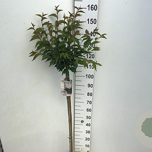 Prunus nipponica 'Brillant' 120 cm stam 7,5L