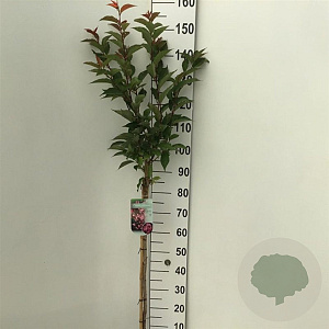Prunus nipponica 'Ruby' 90 cm stam 7,5L