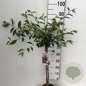 Prunus 'Okame' 60 cm stam 5,0L