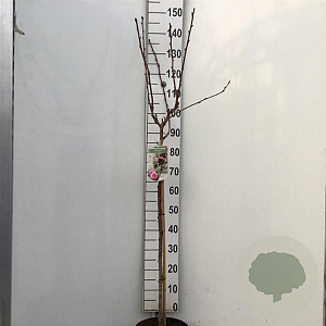 Prunus ser. 'Royal Burgundy' 90 cm stam 7,5L