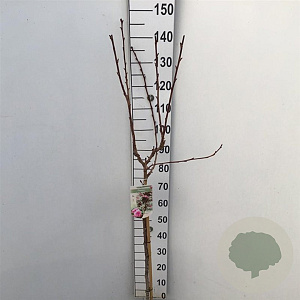 Prunus ser. 'Royal Burgundy' 90 cm stam 7,5L