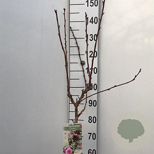 Prunus ser. 'Royal Burgundy' 90 cm stam 7,5L