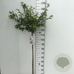 Prunus 'The Bride' 120 cm stam 7,5L