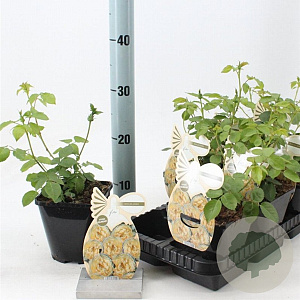 Rosa (F) Jolandia 10-15 cm C1.5