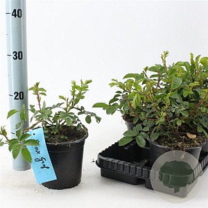 Rosa (R) 'Max Graf' 10-15 cm C1.5