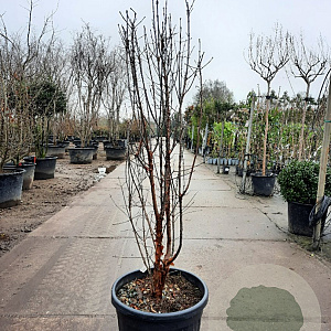 Acer griseum 150-175 cm 50L