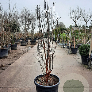 Acer griseum 150-175 cm 50L