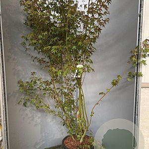 Acer palmatum 125-150 cm 20L
