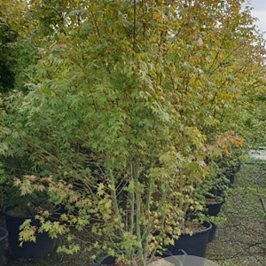 Acer palmatum 200-250 cm cont. 110L