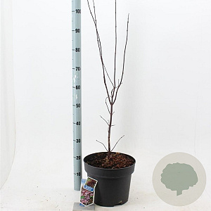 Acer pal. 'Bloodgood' 60-80 cm 10L