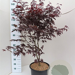 Acer pal. 'Bloodgood' 100-125 cm 20L