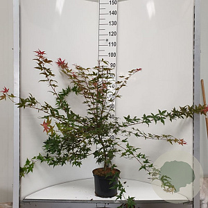 Acer pal. 'Deshojo' 50-60 cm 5,0L