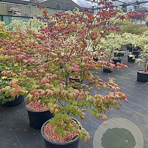 Acer pal. 'Osakazuki' 125-150 cm 35L