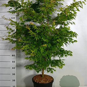 Acer pal. 'Sangokaku' 100-125 cm 20L
