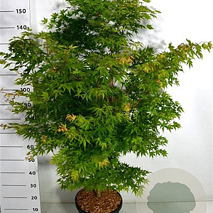 Acer pal. 'Sangokaku' 100-125 cm 20L