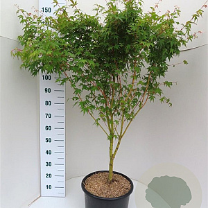 Acer pal. 'Sangokaku' 100-125 cm 20L