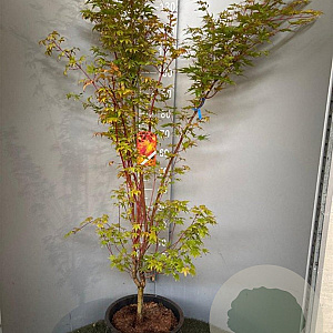 Acer pal. 'Sangokaku' 125-150 cm 20L
