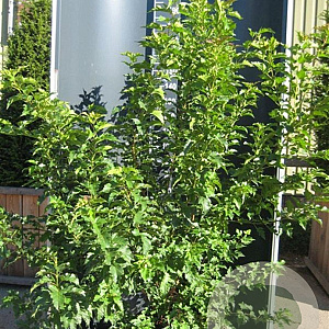 Acer tataricum ginnala 150-200 cm 20L