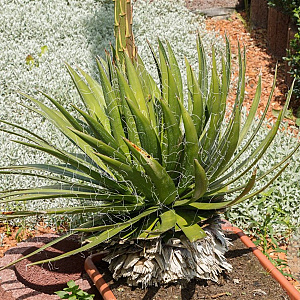 Agave filifera GM c20