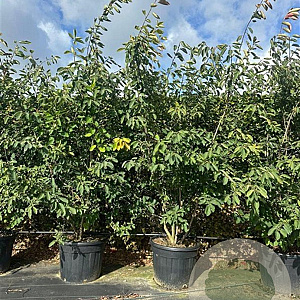 Amelanchier lamarckii 175-200 cm cont. 70L