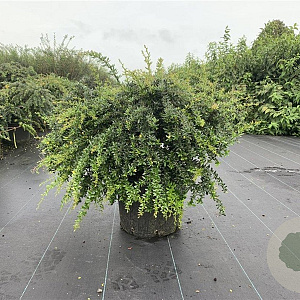 Berberis frikartii 'Amstelveen' 80-100 cm 20L breed