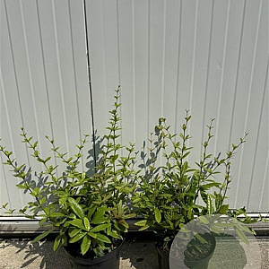 Berberis julianae 30-40 cm 4,0L