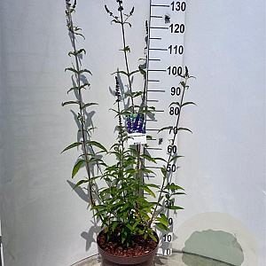 Buddleja d. 'Black Knight' 60-80 cm 10L