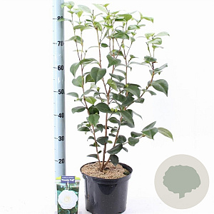 Camellia j. 'Powder Puff' 60-70 cm 5,0L
