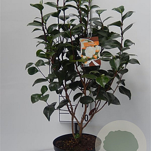 Camellia j. 'Powder Puff' 60-70 cm 5,0L