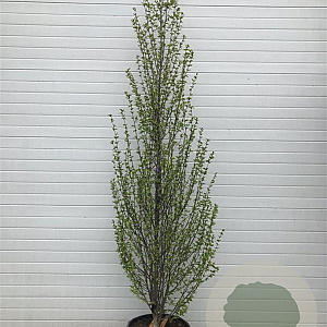 Carpinus bet. 'Fastigiata' 300-350 cm container meerstammig
