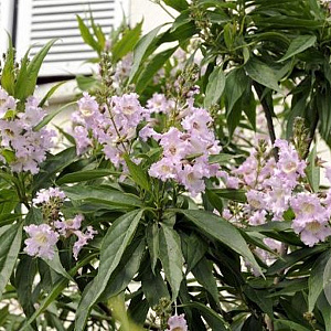 Chitalpa tashk. Summer Bells 250-300 cm cont. 150L meerstammig