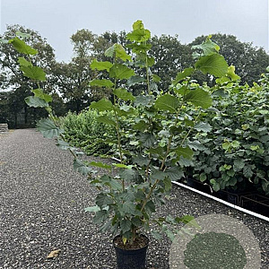 Corylus avellana 125-150 cm 4,0L