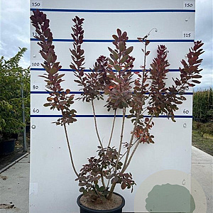 Cotinus cog. 'Royal Purple' 100-125 cm 20L
