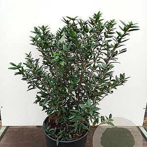 Crinodendron hookerianum 60-80 cm 20L breed