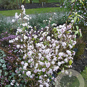 Daphne bholua 'Alba' 60-80 cm 20L breed